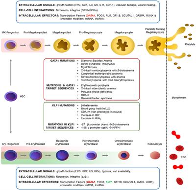 The Pleiotropic Effects of GATA1 and KLF1 in Physiological Erythropoiesis and in Dyserythropoietic Disorders